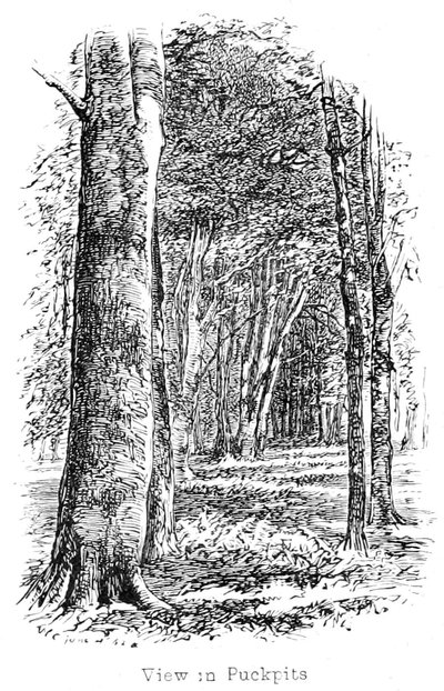 View in Puckpits Wood by Walter Crane